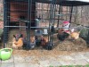 chickens-F