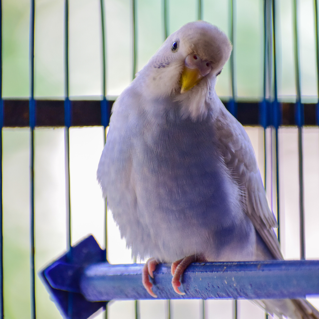 Top Dog Pet SitterVilla Rica, Douglasville, Carrolton, West GA