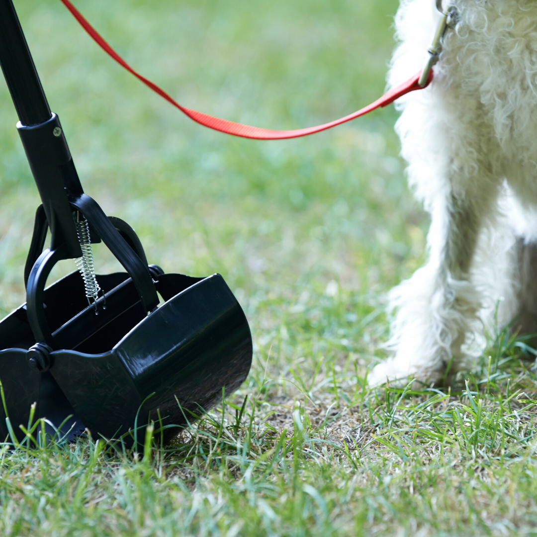 Top Dog Pet SitterVilla Rica, Douglasville, Carrolton, West GA