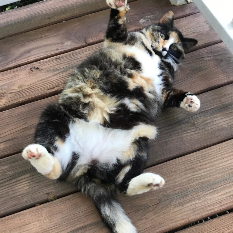 Top Dog Pet SitterVilla Rica, Douglasville, Carrolton, West GA