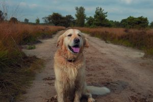 Heat Stroke in Dogs