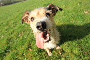 common digestive problems in dogs