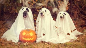 Halloween Pet Safety